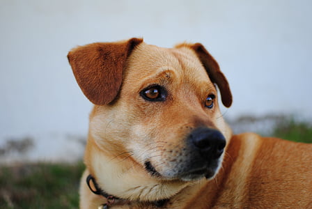 closeup view of tan dog thumbnail