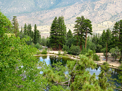 pine trees near body of water during daytime thumbnail