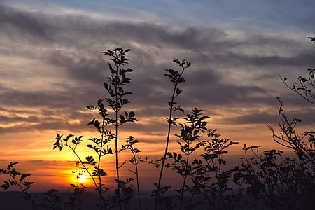 silhouette photography of plant thumbnail