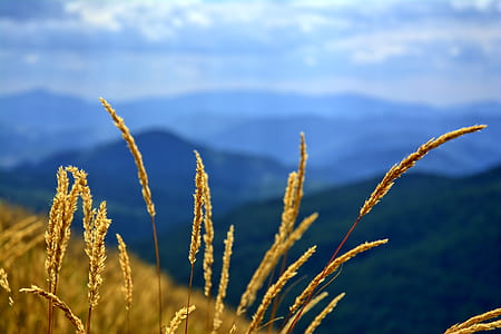 brown wheat thumbnail