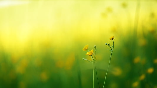 macro shot of yellow flowers thumbnail