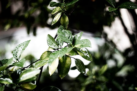 Focus Photography of Green Leaf Plant thumbnail