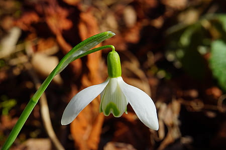 shallow focus photography of white flower thumbnail