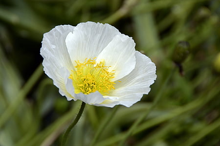 selective focus photography of white poppy flower thumbnail