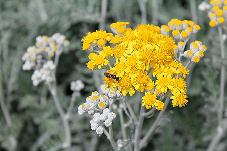 Sagebrush, The Blooming Of The Wormwood thumbnail