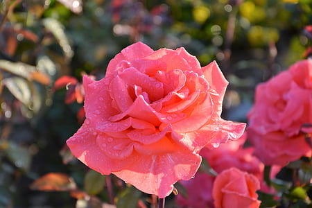 selective focus photography of red rose flower with water dew thumbnail