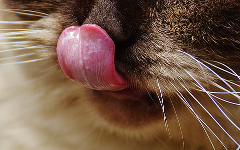 animal tongue photography thumbnail