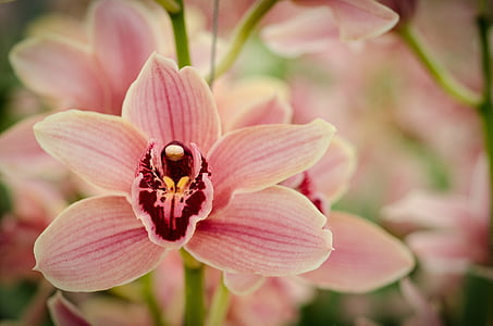 pink orchid in selective focus photography thumbnail