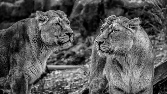 two feline animal grayscale photo thumbnail