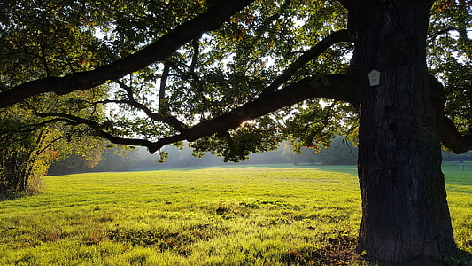 green leafed tree on green grass field thumbnail
