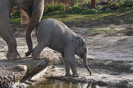 gray young and adult elephants beside the body of water thumbnail