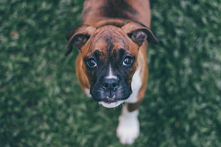 animal, dog, pet, cute thumbnail