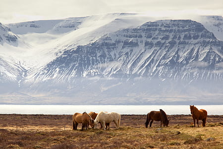 horses on grass field thumbnail