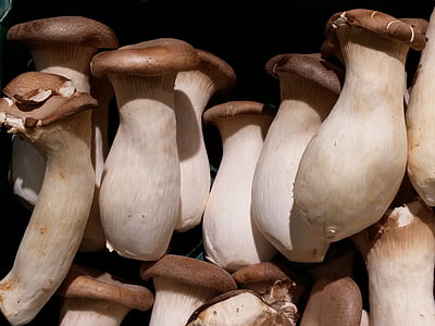 white-and-brown mushrooms thumbnail
