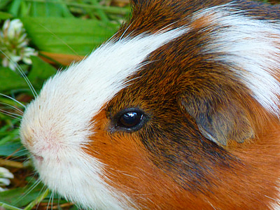 brown and white guinea pig thumbnail