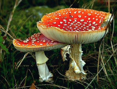 two red-and-white mushrooms thumbnail