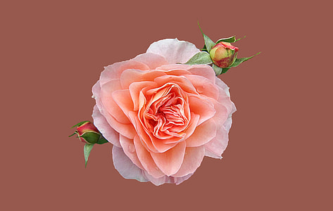 pink rose thumbnail