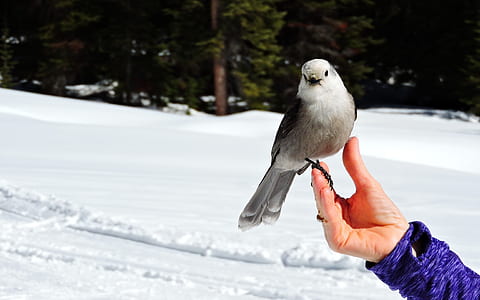 person holding white and grey bird thumbnail