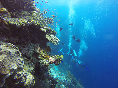 group of scuba divers underwater near coral reef and fishes thumbnail