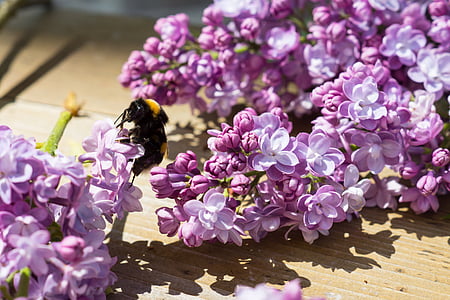 purple lilac flowers on brown wooden planks at daytime thumbnail
