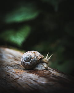 brown snail on brown tree trunk thumbnail