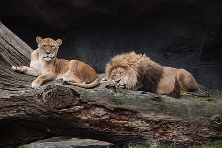 lion and tiger on tree trunk thumbnail