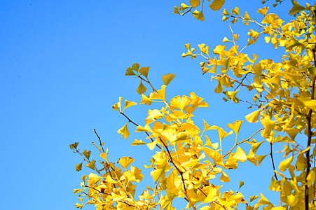 low angle photo of yellow leaf tree under blue sky at daytime thumbnail