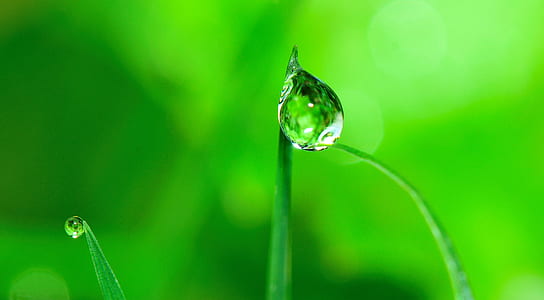 selective focus photography of dew drop on plant thumbnail