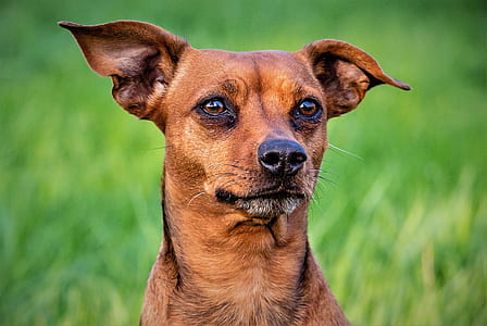 adult tan miniature pinscher thumbnail