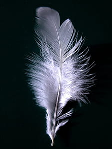 purple feather thumbnail