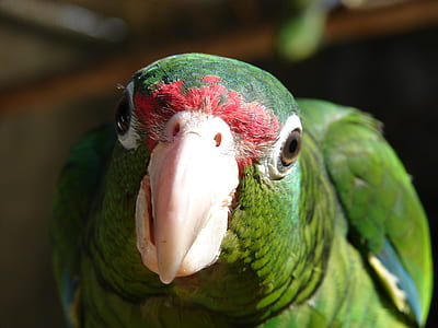 selective focus photography of green parakeet thumbnail