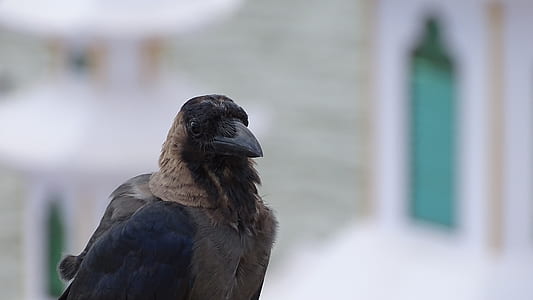 bird, animal, eyes, close-up view thumbnail