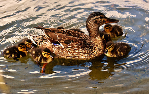 five brown ducklings swimming near brown duck on body of water at daytime thumbnail