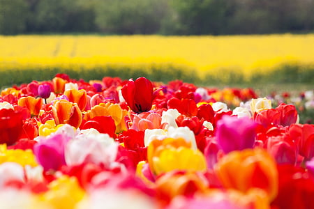 red, orange, and white tulip field at daytime thumbnail