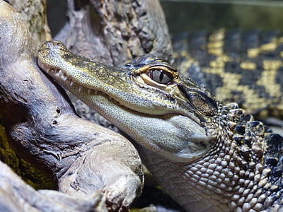 green and black crocodile thumbnail