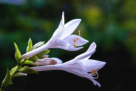 selective focus photography of two white petaled flowers thumbnail