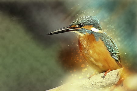 selective focus photo long black beaked yellow and green bird thumbnail