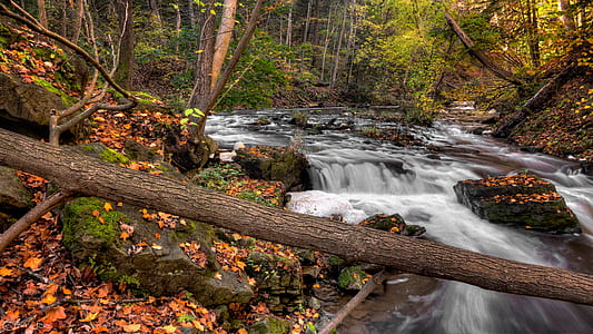 Photo of River in Forest thumbnail