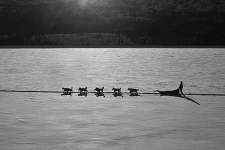 grayscale photo of man with sled pulled by wolves thumbnail