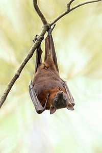 brown and black bat hanging on wooden branch thumbnail