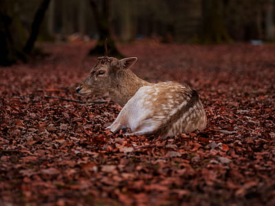 deer lying on withered leaves thumbnail