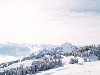 trees on mountain covered by snow thumbnail