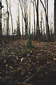 green pineapple under forest thumbnail