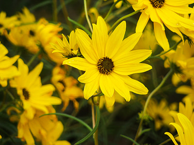 yellow petaled flowers at daytime thumbnail