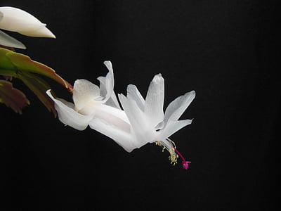 close-up photo of white Christmas cactus flowers thumbnail