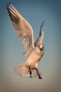long-beaked white bird in flight thumbnail
