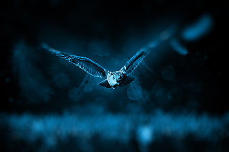 tilt shift photo of flying owl during nighttime thumbnail