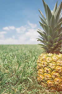 macro shot photography of yellow pineapple fruit thumbnail