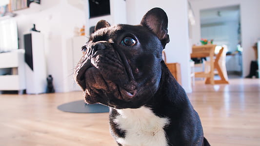 Adult Black French Bulldog on Brown Floor thumbnail