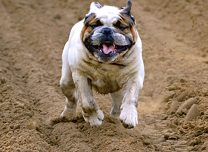 white and brown bulldog running on brown soil thumbnail